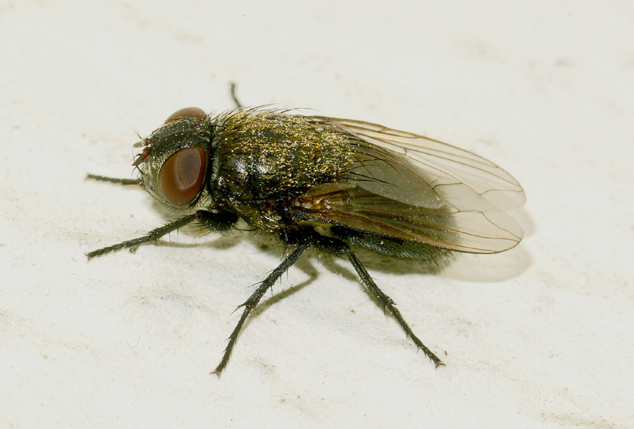 Calliphoridae: Pollenia rudis, femmina